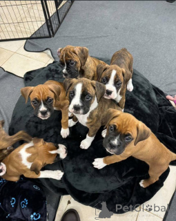 Photo №1.  - à vendre en ville de Guelph | 775€ | Annonce №161049