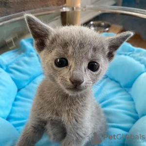 Photo №3. Chatons bleus russes à vendre Business WhatsApp 37256062792. La finlande