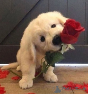 Photo №1. golden retriever - à vendre en ville de Berlin | 580€ | Annonce №143526