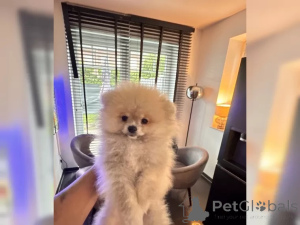 Photo №2 de l'annonce № 136844 de la vente spitz nain - acheter à Allemagne 