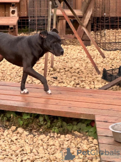 Photos supplémentaires: Intelligent, gentleman et presque le chien idéal