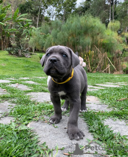 Photo №4. Je vais vendre cane corso en ville de Mauvaise vilbel. annonce privée - prix - négocié