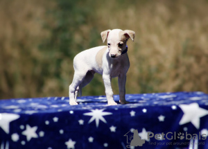 Photo №3. chiots whippets. Serbie