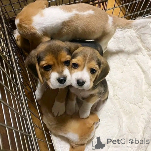 Photo №3. Nos adorables chiots AKC Beagle. Belgique