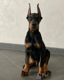 Photo №1. dobermann - à vendre en ville de Essinggen | 900€ | Annonce №146464