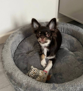 Photo №1. chihuahua - à vendre en ville de Munich | 255€ | Annonce №104923