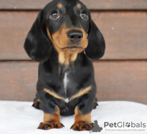 Photo №2 de l'annonce № 105232 de la vente beagle - acheter à USA annonce privée, éleveur