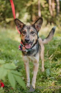 Photo №2 de l'annonce № 124559 de la vente chien bâtard - acheter à Fédération de Russie annonce privée