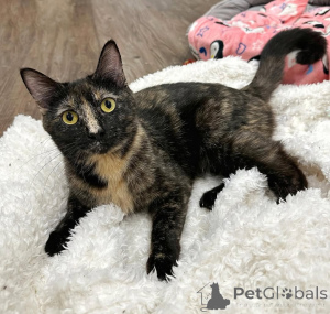 Photo №1. chat de gouttière - à vendre en ville de Munich | 500€ | Annonce № 150623