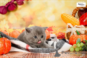 Photo №3. Chaton femelle British shorthair. Pays Bas