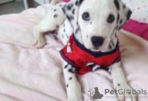 Photo №1. dalmatien - à vendre en ville de Berlin | Gratuit | Annonce №126926