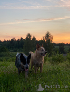 Photo №1. bouvier australien - à vendre en ville de Kaunas | 1300€ | Annonce №34309