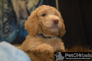 Photo №3. Abricot standard AKC et caniches à la crème. USA