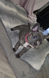 Photo №3. Pennout Ranskanbulldogin.. La finlande