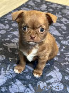 Photo №4. Je vais vendre chihuahua en ville de Anvers. annonce privée, éleveur - prix - 700€