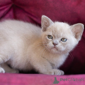 Photo №1. burmese - à vendre en ville de Charleroi | négocié | Annonce № 160498