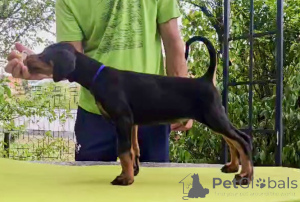 Photo №2 de l'annonce № 152938 de la vente dobermann - acheter à Serbie éleveur
