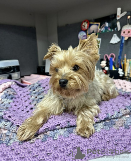 Photo №4. Je vais vendre yorkshire terrier en ville de New york. annonce privée, éleveur - prix - 284€