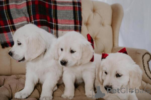 Photo №1. golden retriever - à vendre en ville de Munich | négocié | Annonce №170194