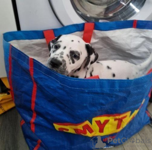 Photo №4. Je vais vendre dalmatien en ville de Казань.  - prix - 300€