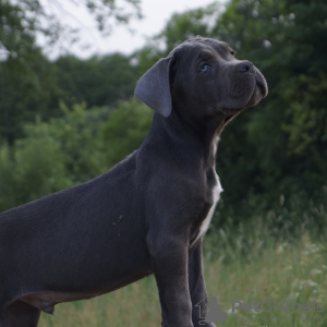 Photo №1. cane corso - à vendre en ville de Лида | 532€ | Annonce №11097