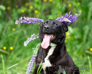 Photo №4. Je vais vendre chien bâtard en ville de Москва. annonce privée - prix - Gratuit