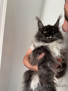 Photo №1. maine coon - à vendre en ville de Alesund | négocié | Annonce № 155397