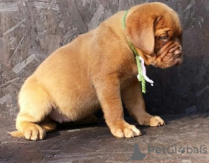 Photo №2 de l'annonce № 103483 de la vente dogue de bordeaux - acheter à Allemagne 