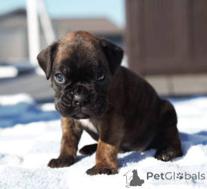 Photo №1. boxer - à vendre en ville de Bochum | négocié | Annonce №173335
