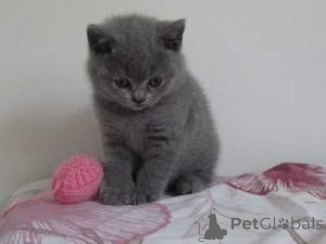 Photo №1. british shorthair - à vendre en ville de Bromarf | 490€ | Annonce № 168922