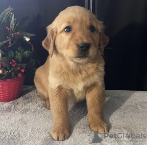 Photo №2 de l'annonce № 105249 de la vente golden retriever - acheter à USA annonce privée, éleveur