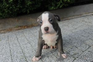 Photo №4. Je vais vendre american bully en ville de Poznan. annonce privée, éleveur - prix - négocié