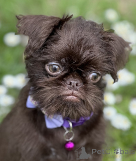 Photo №1. chien à loutre - à vendre en ville de Belgrade | négocié | Annonce №139129