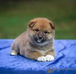 Photo №3. De précieux cachorros Shiba Inu en vente. Espagne