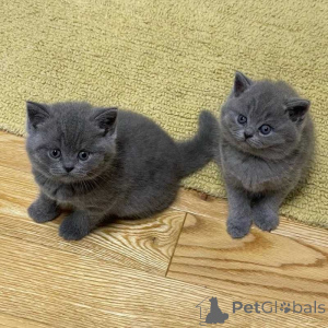 Photo №1. british shorthair - à vendre en ville de Berlin | 250€ | Annonce № 159390