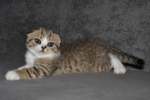 Photo №4. Je vais vendre scottish fold en ville de Varsovie. annonce privée - prix - 500€
