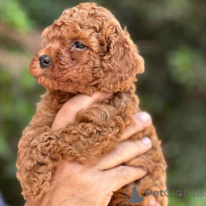 Photo №4. Je vais vendre caniche (jouet) en ville de Helsinki. annonce privée, de l'abri - prix - 500€