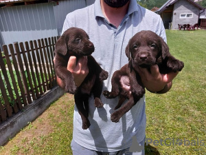 Photo №3. Labrador Retriever, litière brun chocolat. Serbie