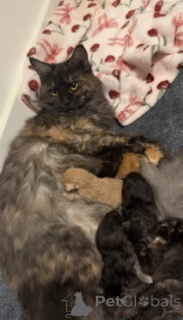 Photo №1. maine coon - à vendre en ville de Gann. Munden | 900€ | Annonce № 160427