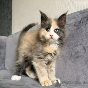 Photo №1. maine coon - à vendre en ville de Doha | 200€ | Annonce № 132069