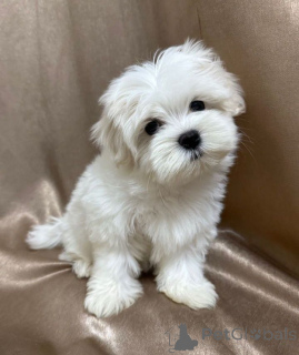 Photo №4. Je vais vendre bichon maltais en ville de Berlin. annonce privée - prix - négocié