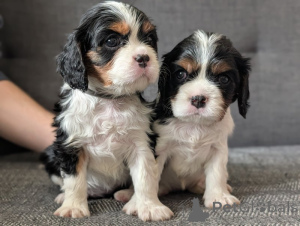 Photo №1. cavalier king charles spaniel - à vendre en ville de Frederickshavn | négocié | Annonce №169965