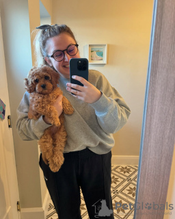 Photo №2 de l'annonce № 131703 de la vente caniche royale - acheter à Australie annonce privée