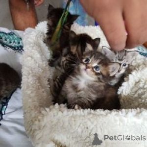 Photo №1. maine coon - à vendre en ville de Frankenberg | 350€ | Annonce № 172315