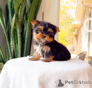 Photo №1. yorkshire terrier - à vendre en ville de tchèque | négocié | Annonce №172893