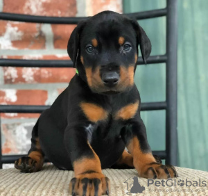 Photo №1. dobermann - à vendre en ville de Berne | négocié | Annonce №122076