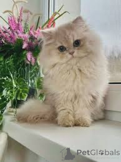 Photo №3. Chatons British Longhair disponibles à la vente.. Belgique