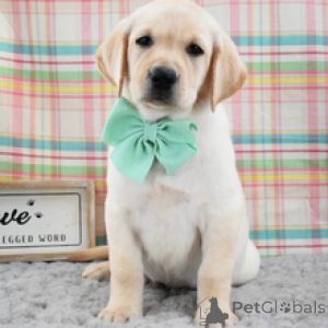 Photo №3. Ainsley femelle jaune Labrador Retriever chiot 9 semaines. Allemagne