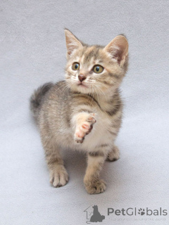 Photo №3. Little Marshmallow, un chaton tigre affectueux à la recherche d'un foyer. Fédération de Russie