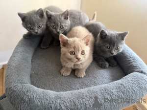 Photo №3. Beaux chatons British Shorthair de sang pur. La Grande-Bretagne